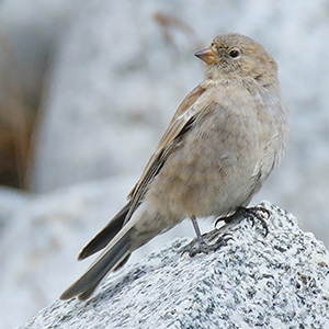 Black-winged Snowfinch